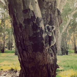 Koala-in-het-wild-Australië
