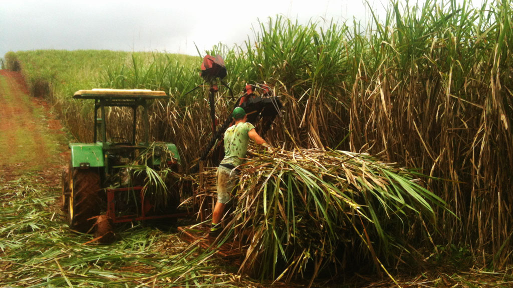 Suikerriet-werk-op-de-boerderij-in-Australië