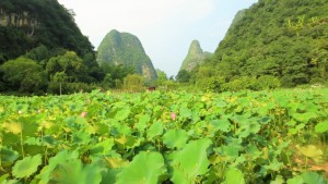 Lotus pond Yangshuo