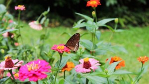 Bloemen en vlinders Botanic Garden Kandy