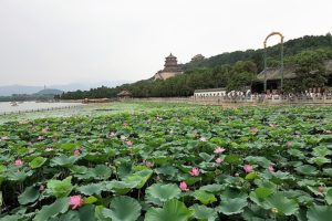 Lotus flower Summer Palace