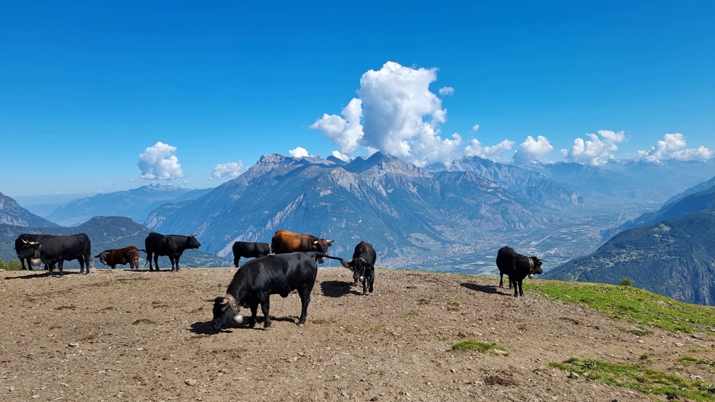 Tour du Mont Blanc dag 8 Koeien met uitzicht bij Alpe Bovine