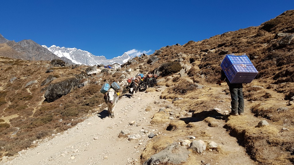 Everest Base Camp trekking dag 5 Pangboche tot Dingboche, ezels