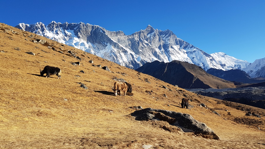 Everest Base Camp trekking dag 7 Chukhung via Kongma La pass naar Lobuche, yaks