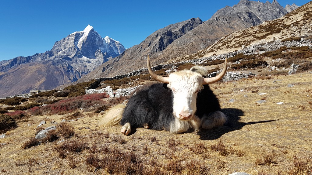 Liggende yak tijdens bergtrekking in Himalaya