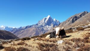 Yak Everest Base Camp trekking Nepal