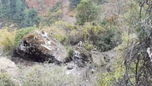 Manaslu en Tsum Valley trekking dag 16, Lho tot Deng, apen