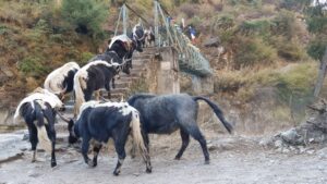 Manaslu en Tsum Valley trekking dag 16, Lho tot Deng, koeien