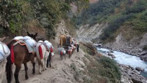 Manaslu en Tsum Valley trekking dag 2, Soti Khola tot Khorla Bensi, ezels