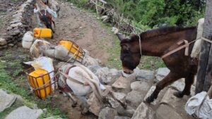 Donkey delay Mardi Himal Trekking Nepal