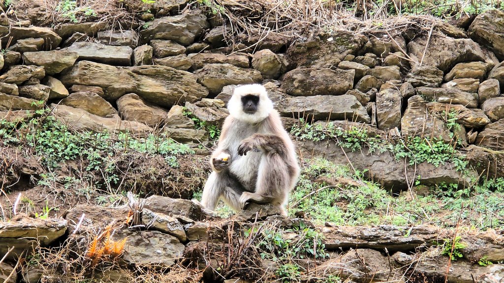 Apen bergtrekking Nepal