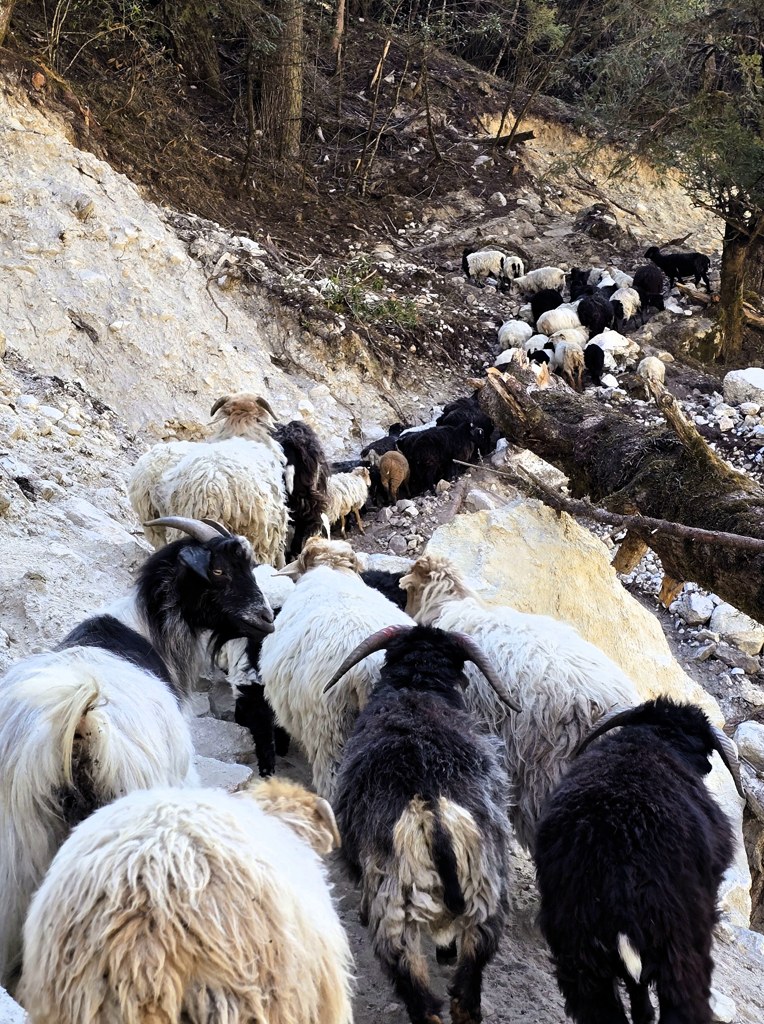 Geiten bergtrekking Nepal