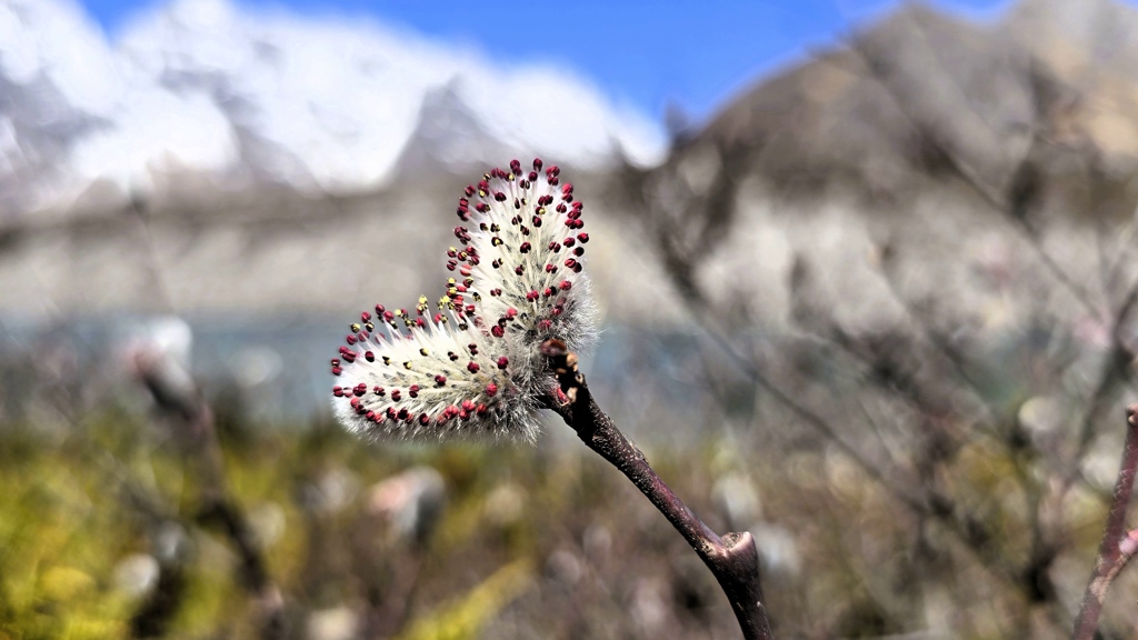 Manaslu Circuit dag 10, Bhimtang naar Chauli Kharka, hartje