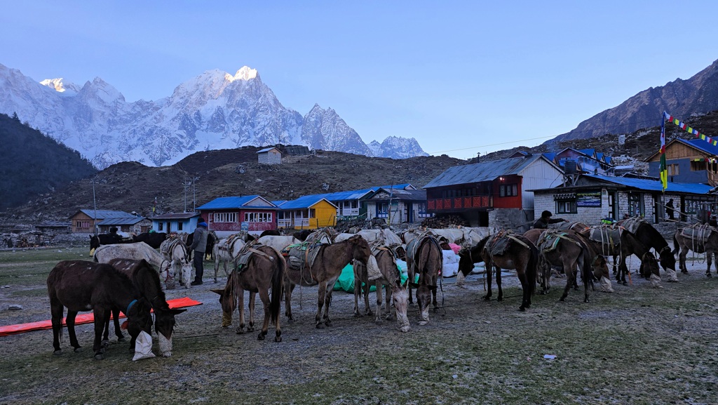 Manaslu Circuit dag 10, Bhimtang naar Chauli Kharka, pakezels