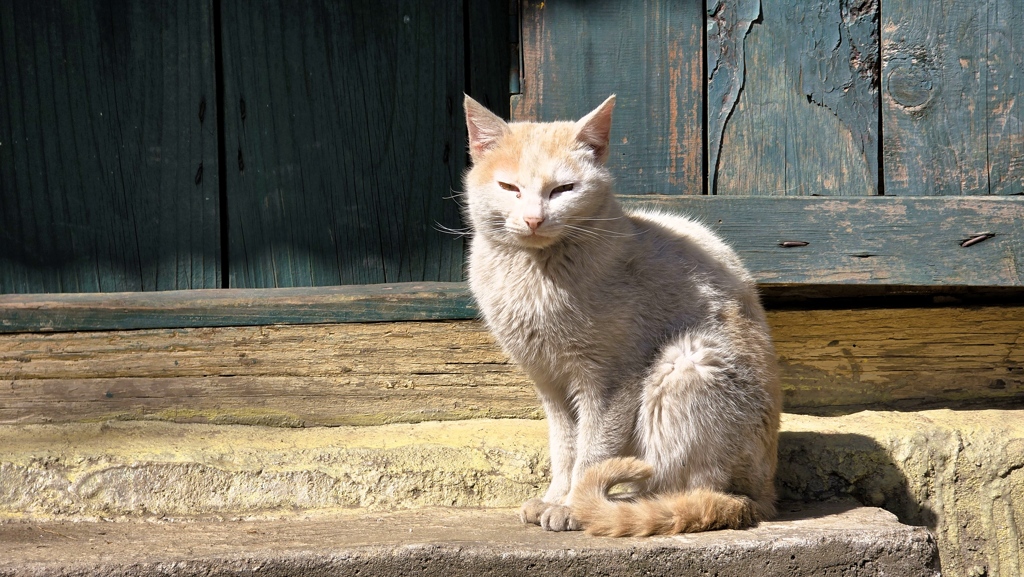 Manaslu Circuit dag 12, Gowa naar Thal, poes zon