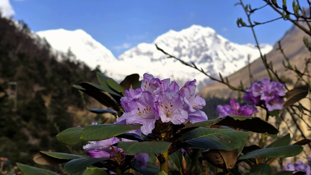Manaslu Circuit trekking dag 6, Lho naar Shyala, rhodondendron