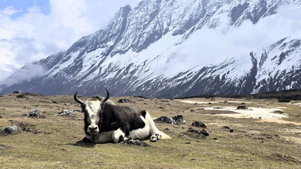 Manaslu Circuit trekking dag 6, Lho naar Shyala, yak witte bergen