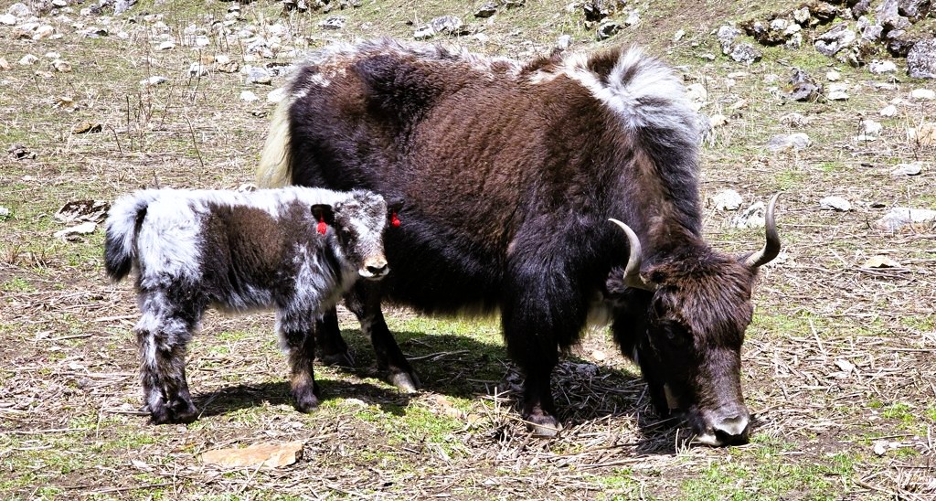 Manaslu Circuit trekking dag 7, Shyala naar Larkya Bazar, koe en kalf