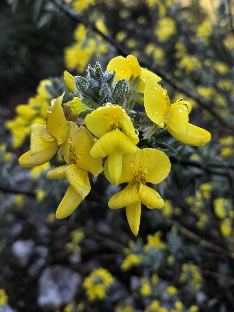 Ochtenddauw bloem Nepal