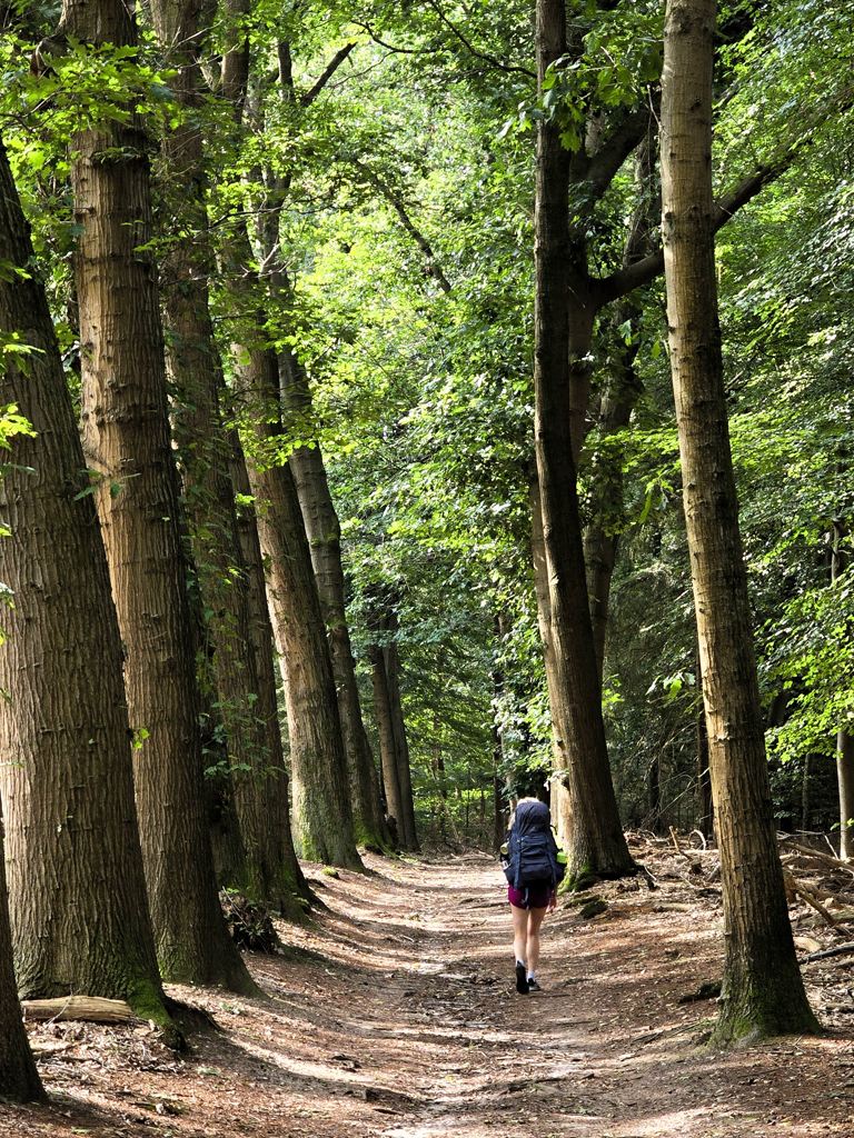 Mooie bospaden Sallandse Heuvelrug wandelen