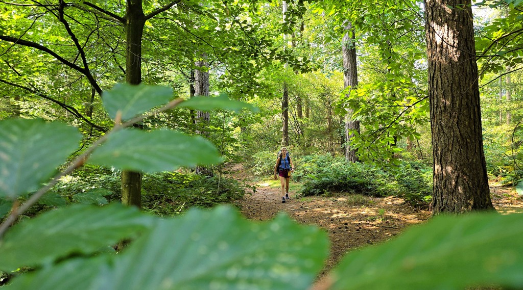 Sallandse Toppentocht wandelen, bospaden