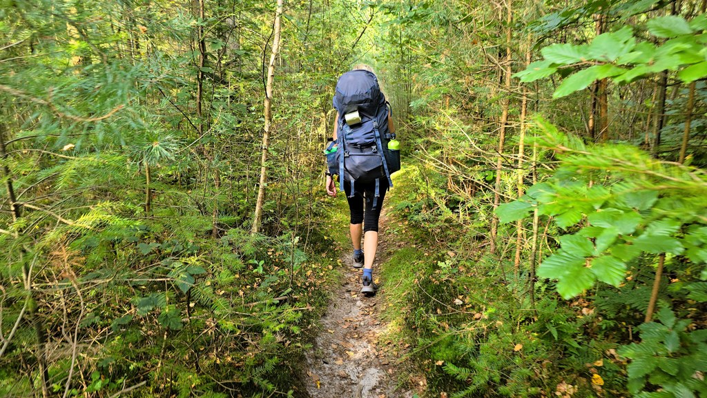 Sallandse Toppentocht wandelen, dichte bossen