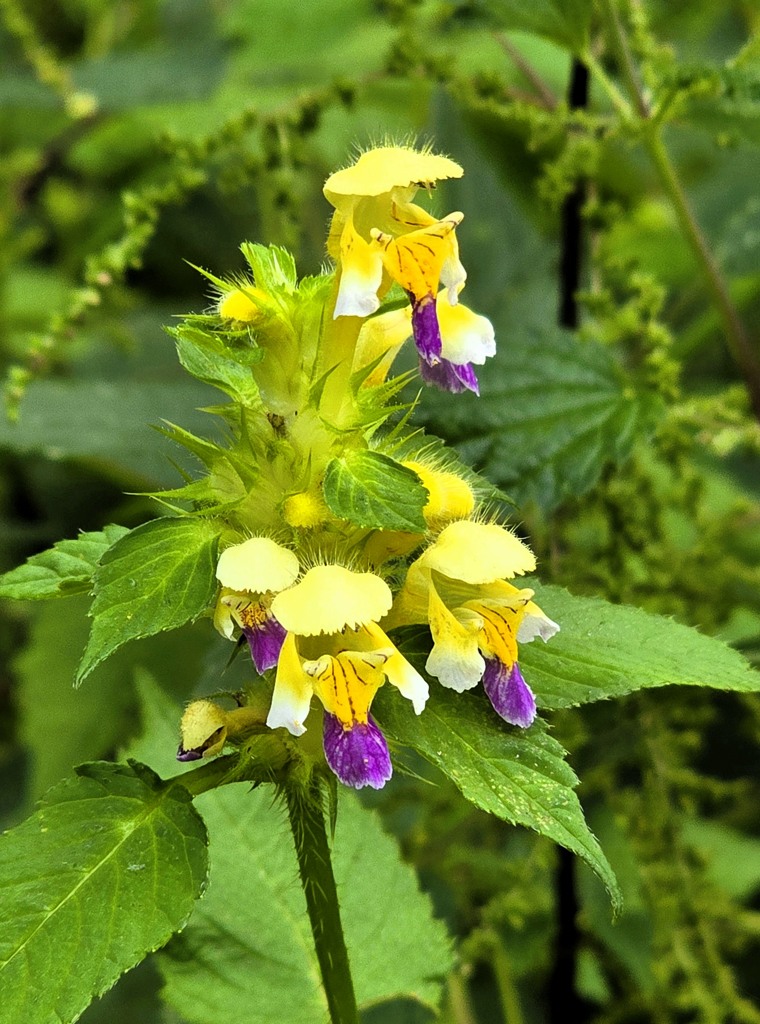 Bloem Saksisch Zwitserland, Duitsland