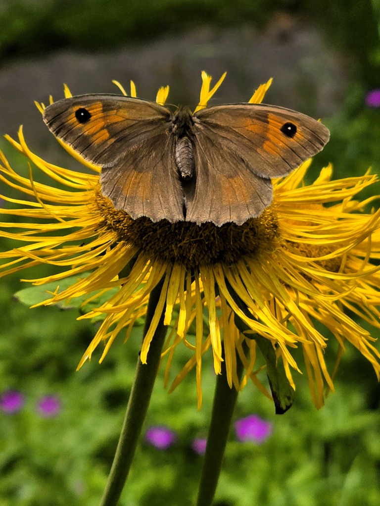 Vlinder op bloem