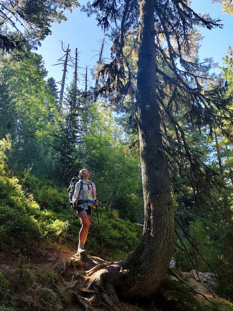 Hoge bomen bos Kosovo Hoge bomen bos Kosovo