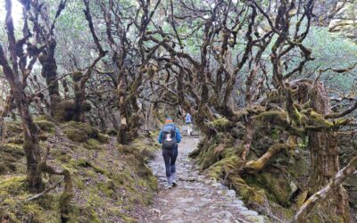 Kanchenjunga Base Camp trekking dag 12: Ghunsa naar Selele
