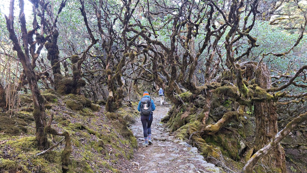 Kanchenjunga Base Camp trekking dag 12, Ghunsa naar Selele, rhodondendronbos