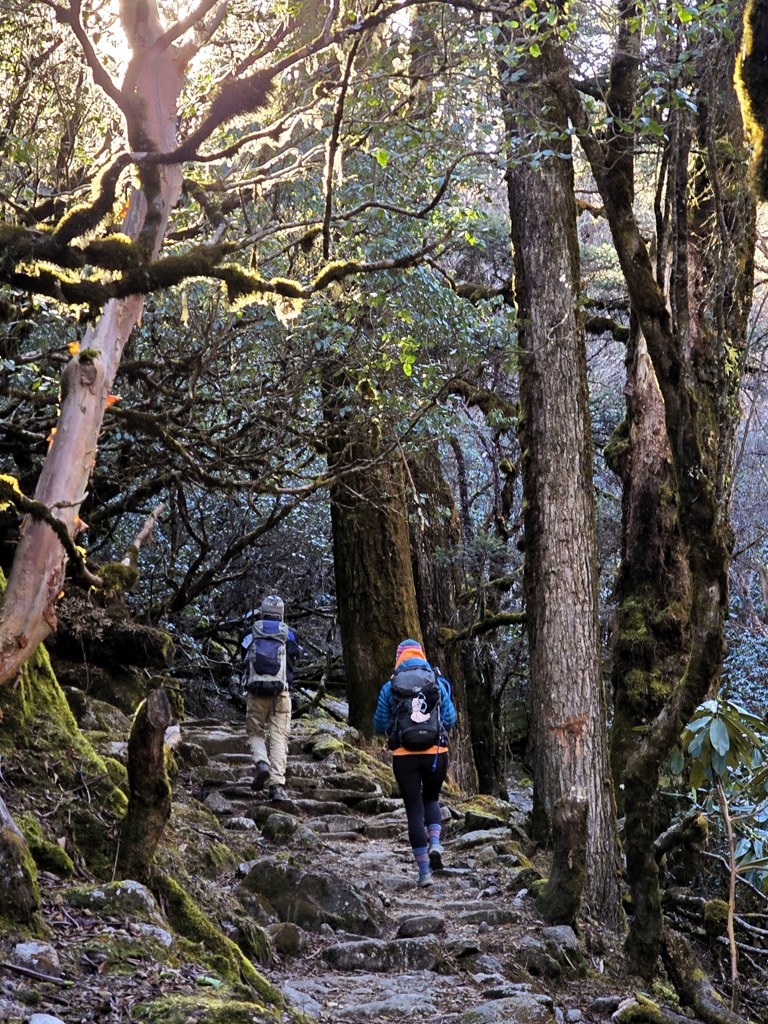 Prachtige bossen Nepal trekking