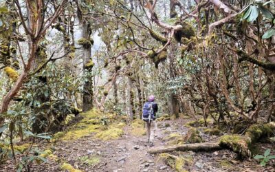 Kanchenjunga Base Camp trekking dag 15: Ramche naar Tortong