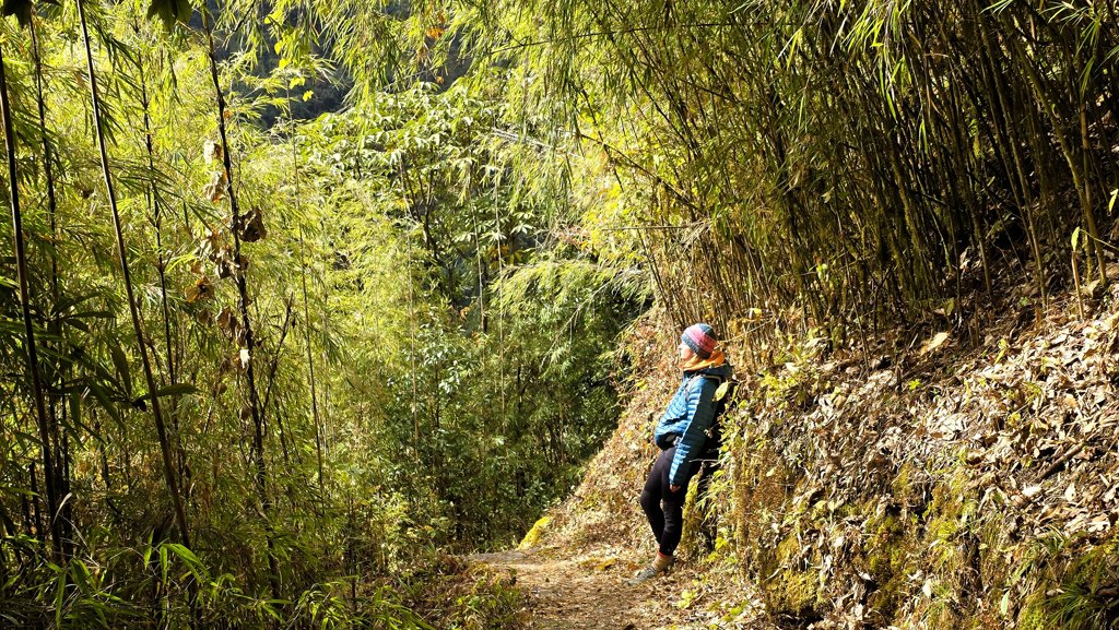 Kanchenjunga Base Camp trekking dag 16, Tortong naar Kengsra, bamboe