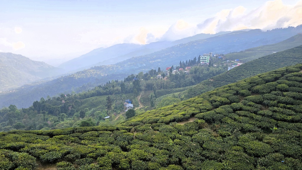 Kanchenjunga Base Camp trekking dag 18, Taplejung naar Kanyam, theeplantage