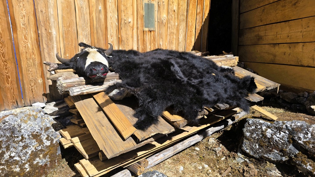 Kanchenjunga Base Camp trekking dag 12, Ghunsa naar Selele, yak huid
