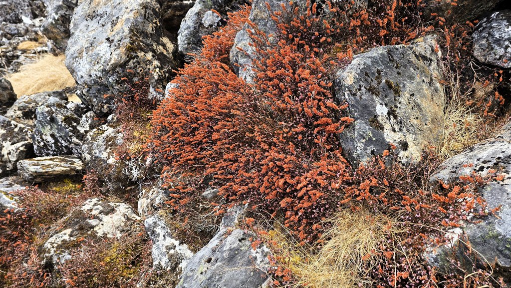 Kanchenjunga Base Camp trekking dag 13, Selele naar Cheram, herfst