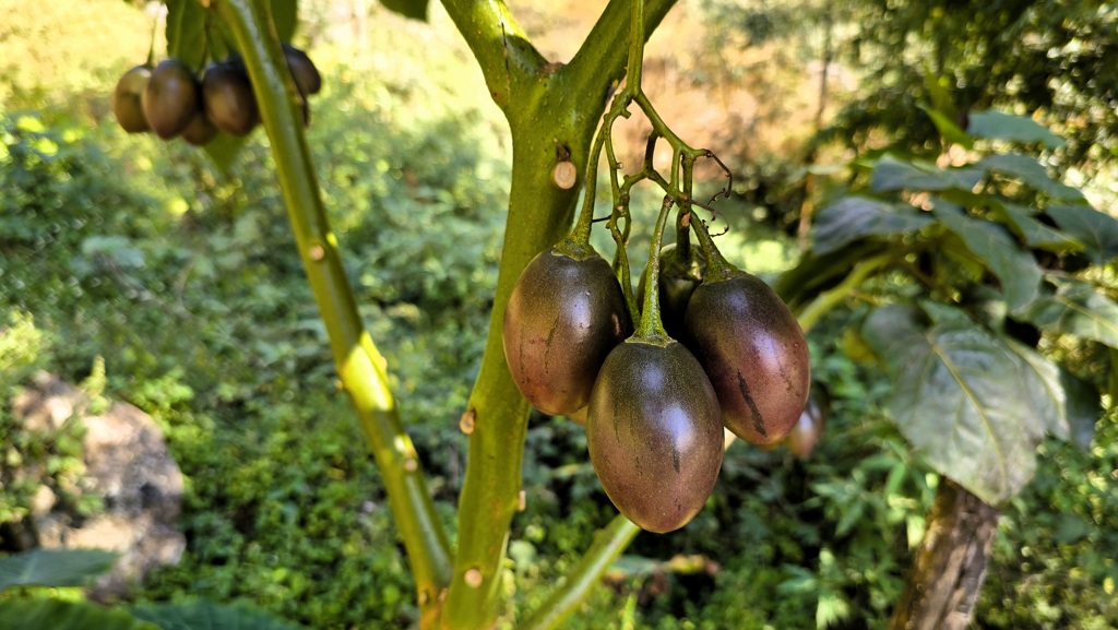 Kanchenjunga Base Camp trekking dag 3, Sekathum naar Amjilosa, boom tomaat, tree tomato