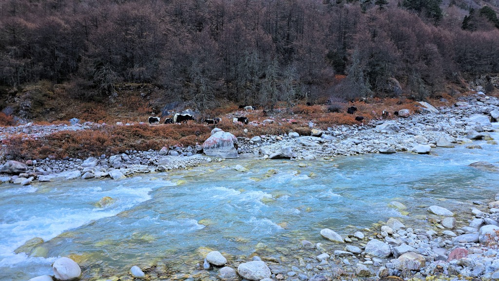 Kanchenjunga Base Camp trekking dag 7, Ghunsa naar Kangbachen, yak grazen langs rivier