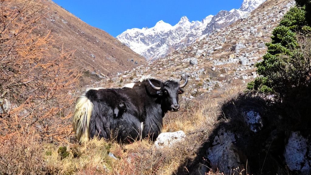 Kanchenjunga Base Camp trekking dag 7, Ghunsa naar Kangbachen, yak