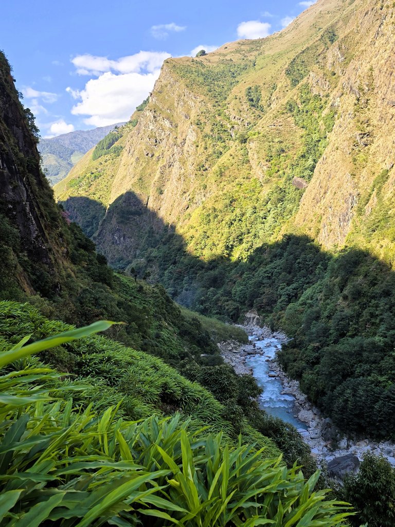 Kardemom planten Nepal