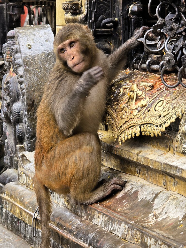 Kathmandu City Tour, Monkey Temple, Swayambunath
