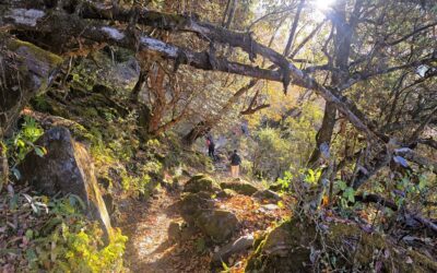 Khopra Ridge trekking dag 5: Chistibung naar Khopra Danda