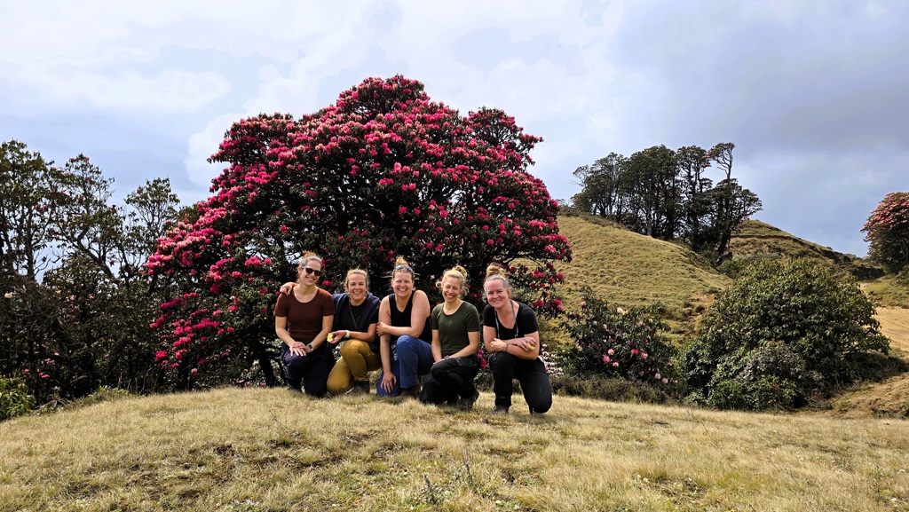 Mooiste rhodondendrontrekking Nepal Himalaya voorjaar Mooiste rhodondendrontrekking Nepal Himalaya voorjaar