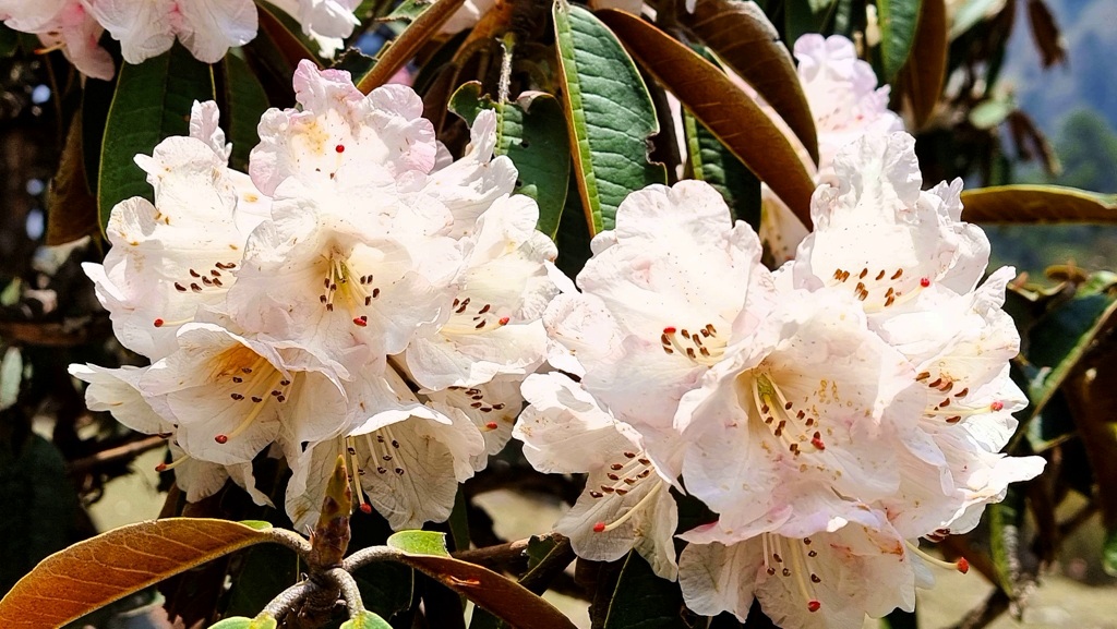 Mooiste rhodondendrontrekking Nepal