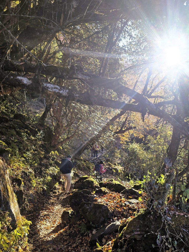 Reisvideo Khopra Ridge trektocht Nepal Himalaya, rhodondendronbos