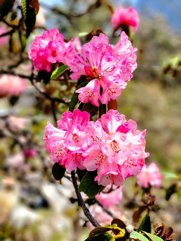 Rhodondendron bloem roze