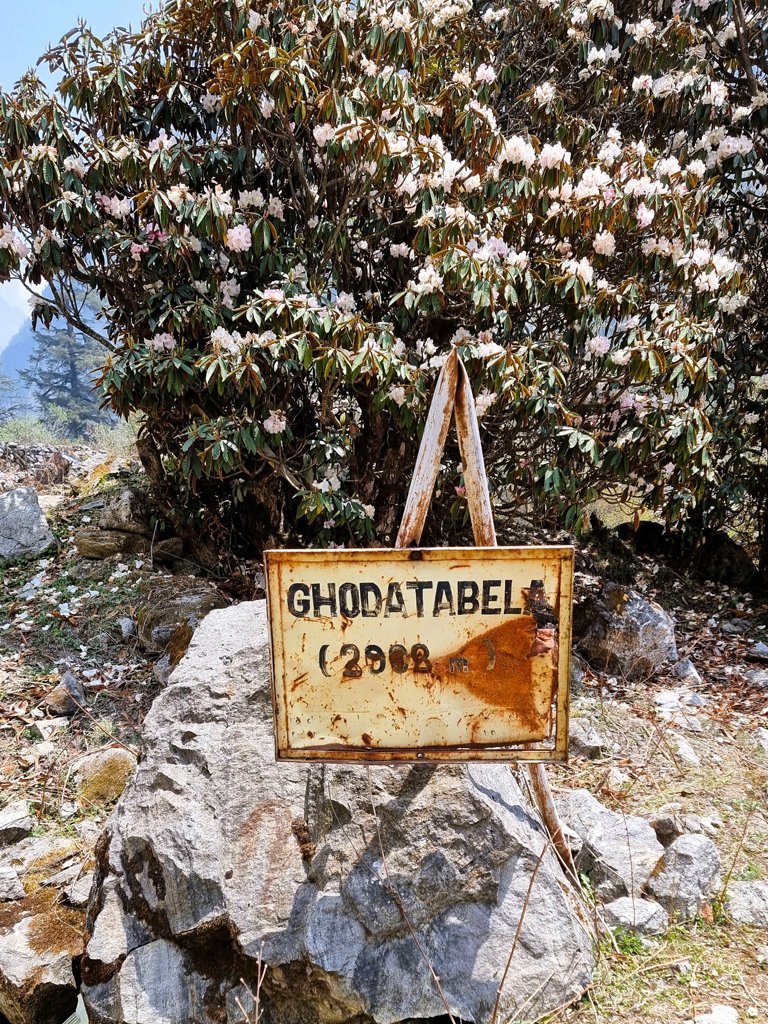 Rhodondendrons Ghoda Tabela, Langtang Valley Gosaikunda trektocht