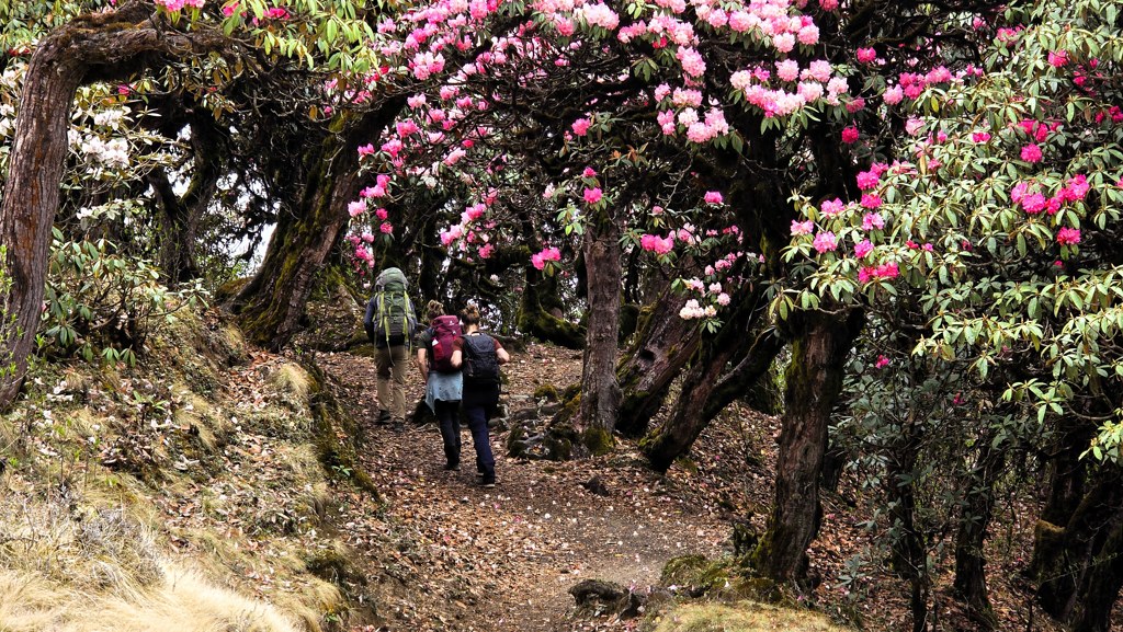 Rhodondendrontrekking Nepal, wandelen door een bloemenzee