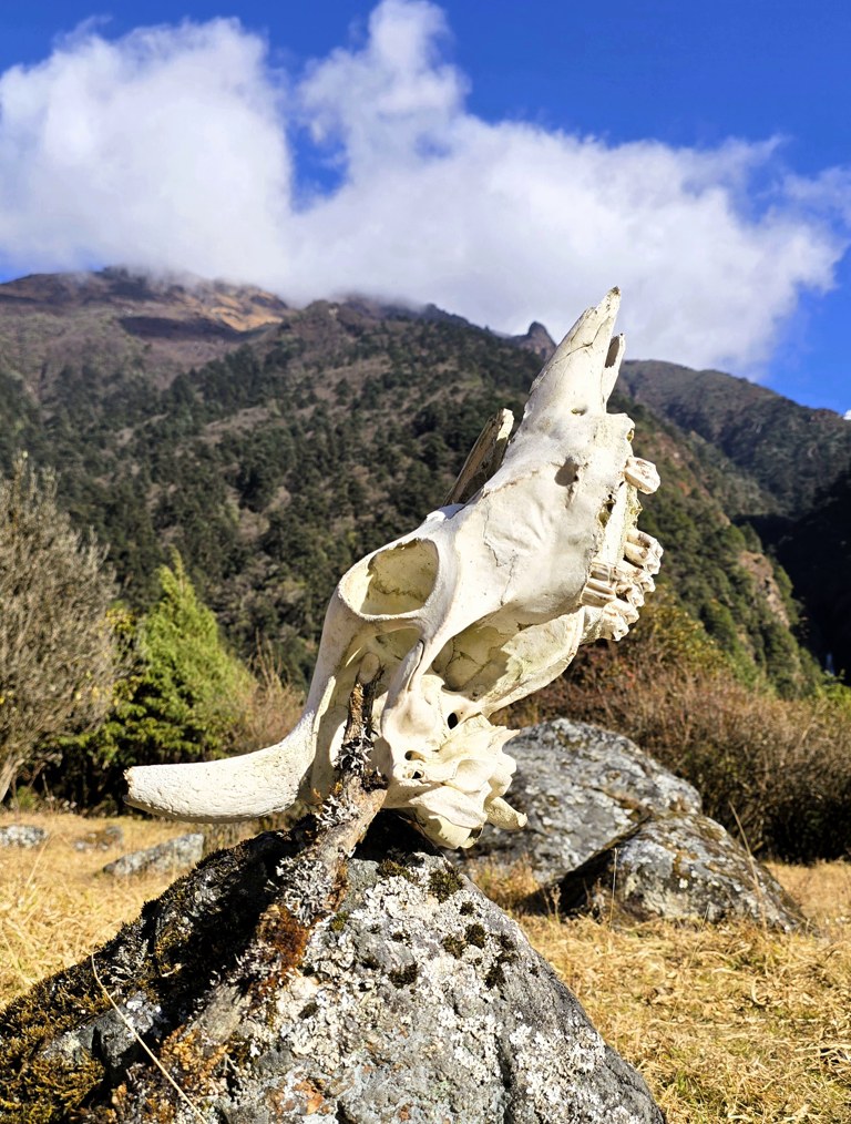 Schedel yak